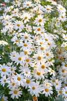Field of white daisy flowers growing in spring in medicinal horticulture or a cultivated meadow for chamomile tea leaves. Closeup of vibrant, summer Marguerite plants blooming in home garden