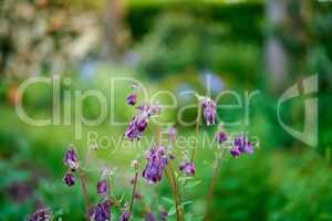 My garden. Purple flowers blooming in a garden against blurred green background with copy space. Common columbine or Aquilegia vulgaris plant after flowering season in a field or forest outdoors.