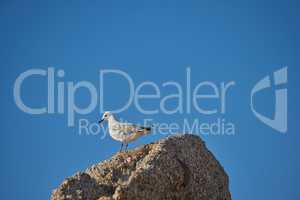 Lonely seagull struggling to find food due to effects of climate change and rising sea levels. Wildlife landscape with a bird on a boulder or rock with copy space. Avian wildlife in nature