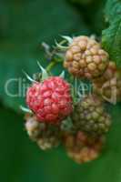 Red raspberry fruit plant closeup in nature with a green natural background. Growth of fresh delicious berries during spring on a beautiful gardening day. Close view of organic food growing outside.