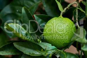 Closeup of green lime growing on a tree in a garden. Zoom in on a textured citrus fruit on a branch with leafy patterns in a calm backyard. Sustainable agriculture on organic farm in the countryside