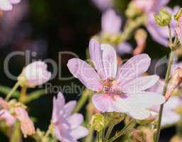 Closeup of a honey bee sitting on pink musk mallow flower in a private and secluded home garden. Textured detail of a blossoming malva moschata with bokeh copy space background and insect pollination