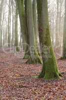 Forest trees in autumn with dry leaves on the ground. Low angle landscape of tree trunks in a woodland during the fall season. Old tree bark covered in moss or lichen in nature environment