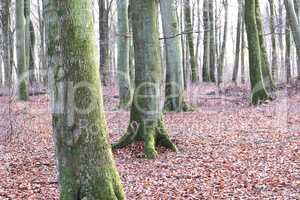 Tree trunks in a wild forest in autumn. Landscape of the natural environment in a woods with leaves and bare trees during fall. Quiet and peaceful view of plants and greenery in nature