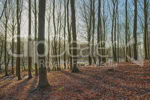 Tree trunks with fallen autumn leaves outdoors in a forest or woodland. Landscape of nature with dry leafless trees as an affect of climate change. View of empty land with arid plants and flora