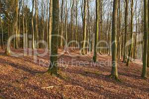 Nature copy space of tree trunks in autumn or winter for background or wallpaper. Empty and quiet fall landscape of thin plants in rural woodland with brown dead leaves on the ground