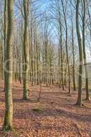 Forest of planted pine trees in a quiet and remote ecosystem during autumn. Scenic and peaceful view of an empty and secluded woods with bare trees in winter. A natural habitat and environment