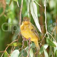 African golden weaver. African golden weaver - in latin Ploceus Xanthops. Beautiful bird. Bird is looking into camera seriously.