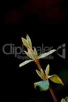 Zoom in on organic flowers growing, maturing and budding in season. Details of green arrowwood plant. Closeup of a leatherleaf viburnum in studio isolated against a black background with copy space.