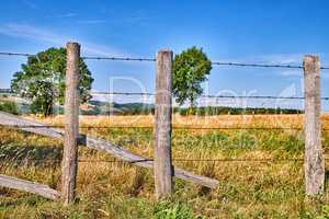 Farming agriculture field with copy space on blue sky. Overgrown grass in fenced isolated farming area. Farm with lush trees and yellow and green grass looks beautiful in the rural countryside nature