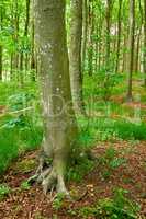 Moss growing on beech trees in remote forest, environmental conservation and nature reserve. Woods with damp algae and fungal growth with lush green plants in a quiet countryside landscape in Germany
