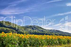 Common yellow sunflowers growing in a field with a blue sky copy space background. Helianthus annuus with vibrant petals blooming in spring. Scenic landscape of plants blossoming in a sunny meadow