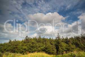 Landscape a pine tree forest with cloudy blue sky background. Natural green environment of wild trees and grass growing near a hiking spot or beautiful secluded location on an overcast, cloudy day