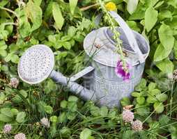 My garden. An outdoor grey watering can in a garden landscape view with grass, plants, and flowers. Closeup of a gardening tool outside in nature with a flower. A green natural background in spring.