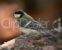Bird, nature and wildlife landscape of animal sitting on a tree branch with copy space background. Beautiful great green tit looking for food in a forest. Birdwatching in nature reserve habitat