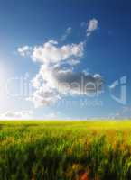 Landscape view, blue sky and field with copy space and green grass growing in remote countryside meadow with clouds and copyspace. Scenic land with long, lush plants or reeds in calm or peaceful area