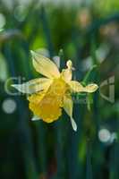 Closeup, yellow and spring flower garden blooming against green bokeh copy space background. Vibrant, texture and detail of wild daffodil or trumpet narcissus plant flowering in lush nature yard