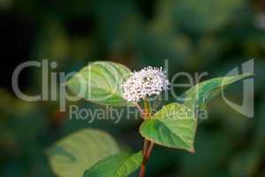 Beautiful and vibrant white flower growing in a peaceful backyard garden with copy space. Flowering cornus alba plant blooming in nature. Serene beauty of outdoor landscaping in a park in summer