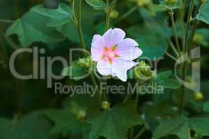 Bright and beautiful kankakee mallow flower flowering and blooming in a garden in spring with copy space. Wild hollyhock plant growing among vibrant leaves and greenery in a remote park or meadow