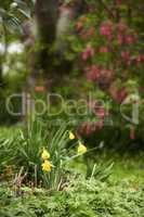 My garden. Flower garden and beautiful natural plants on a summer day outside. Bright yellow petals around detailed greenery in nature. Closeup of fresh growing life in spring in the outdoors.