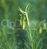 Budding flowers against a natural green background in nature during spring. Coral lily flowering plant getting ready to blossom while growing in a forest. Beautiful little flowerbuds with green leafs