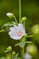 Beautiful, colorful and pretty flower with white petals growing in a lush green garden on a sunny day. Natural spring beauty in nature. Closeup of Althaea officinalis or marsh mallow in the meadow