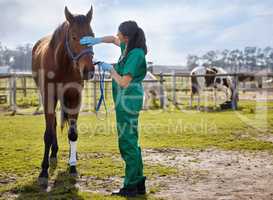 The animal whisperer. a young veterinarian putting a bandage on a horse on a farm.