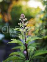 My garden. Close up view of a beautiful, green and purple plant in the forest with a bokeh background. A vibrant purple butterfly bush flower blossoms while a ray of light is shining in nature.