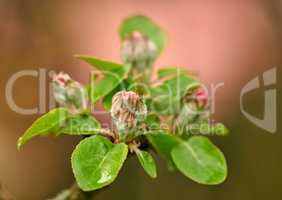 Closeup of beauty in nature and fresh flowers growing on a garden tree. Budding Wild Crabapple on a branch in a lush green yard or field against a blurry background. Macro details of pink flower buds