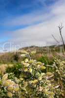 Flowers, plants and green nature outside in a natural environment, garden or land in summer. Greenery and gorse plants growing in a field, meadow or park during spring outside in the countryside