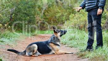 Practice makes a patient pup. an adorable german shepherd being trained by his owner in the park.