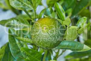 Fresh green fruit in a park, garden or on a farm. Ripe, organic and healthy lemon or citrus lime on a leafy plant filled with vitamin c and helps with protection from illness and immune system