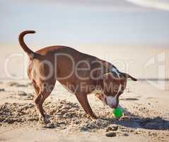 You cant escape my keen sense of smell. an adorable pit bull playing with a ball at the beach.