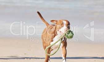 And the winner of the doggo awards goes to... an adorable pit bull playing with a piece of rope at the beach.