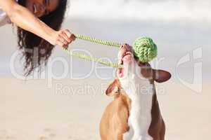 Pets are experts in play. a woman playing with her pit bull at the beach.