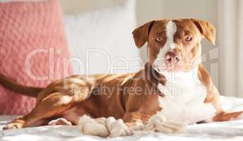 Must be ready to protect. Portrait of an adorably sweet dog relaxing on a bed at home.