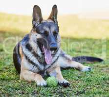 I need to catch my breath for a bit. Full length shot of an adorable German Shepherd lying on the grass outside during a day at home.