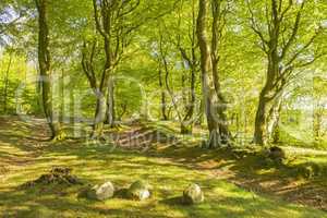 Landscape, green and copyspace view of a lush nature forest in the countryside in summer. Beautiful, peaceful and remote view of a natural environment with trees, greenery and plants in spring