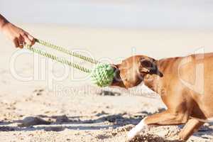 You dont know strength until youve tried taking your dogs toy back. a woman playing with her pit bull at the beach.