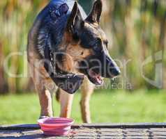 A day of play is thirsty work. an adorable german shepherd drinking water in a garden.