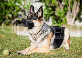 I never miss a thing. Full length shot of an adorable German Shepherd lying on the grass outside during a day at home.