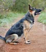 Dogs make our lives whole. an adorable german shepherd sitting in a forest.