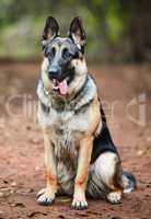 Give me snacks and naps and Ill be good. an adorable german shepherd sitting in a forest.