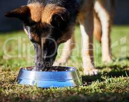 A healthy diet builds a stronger dog. an adorable German Shepherd standing and eating its food from its bowl outside.