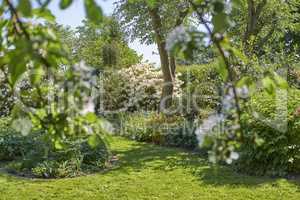 Trees, plants, and flowers in a green garden with cultivated lawn on sunny day outside in summer. Scenic view of white blossoms and rhododendron in vibrant and lush backyard or growing in nature park