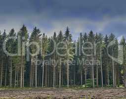 Dark, secluded and mysterious planted forest during sunset in nature. Landscape view of trees, plants and grass on land, park or field in a natural environment in the countryside at night time