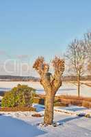 White snow covering garden on a winter day, with trimmed hedges and frosted tree branches against a clear, peaceful sky. Tree and green bushes in icy weather on a calm morning near a Denmark forest