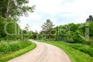 Garden, forest or park with a path between lush green trees, plants and leaves in nature on a sunny spring day. Scenic landscape to explore with a gravel road through an open meadow or plantation