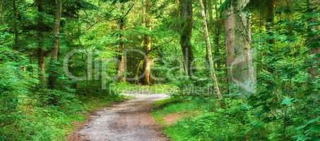 Beautiful and green nature path between trees in the forest during spring season. Landscape of an empty dirt road or trail leading into a deep and wild woods. Magical location in natural environment