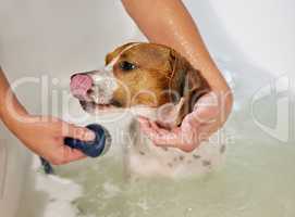 Bath time. High angle shot of an adorable young Jack Russell being washed by his unrecognizable owner in the bath at home.